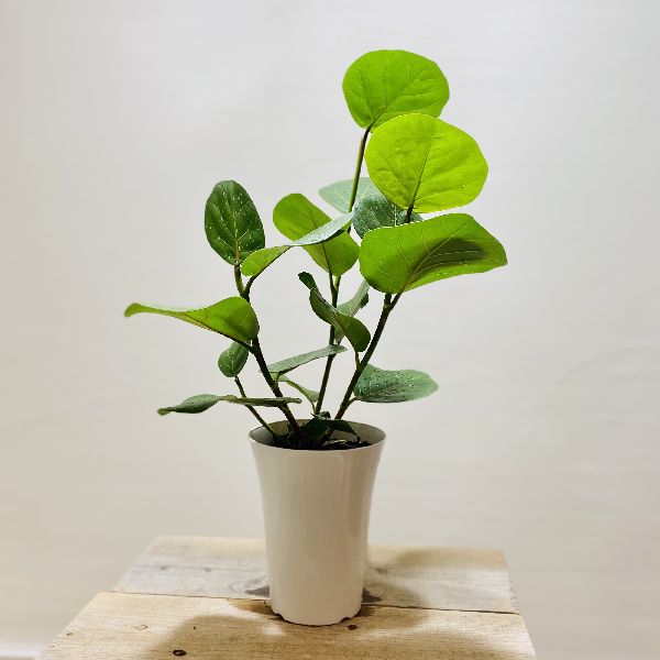 楽天市場 おしゃれ 観葉植物 シーグレープ ハマベブドウ ココロバ プラポット 遊恵盆栽 楽天市場店