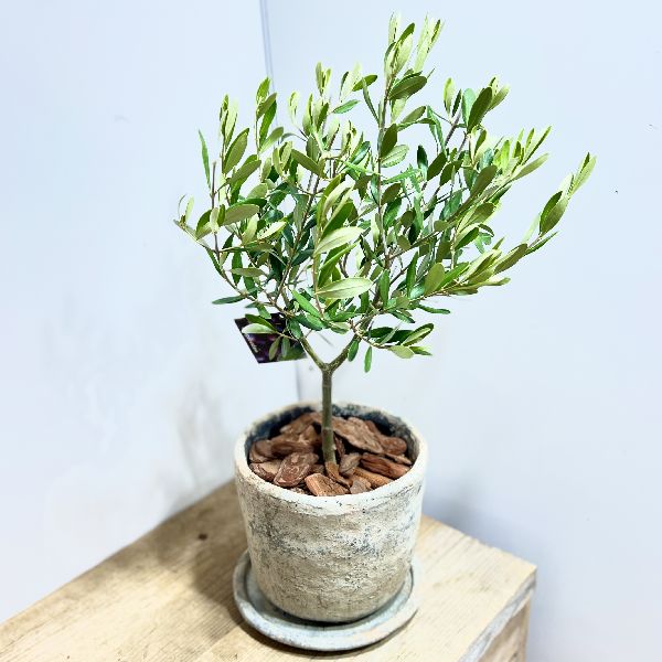 楽天市場】観葉植物 おりーぶ SOUJU（創樹）ブランド：オリーブ