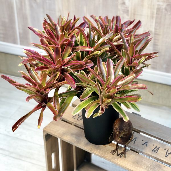 楽天市場 観葉植物 ブロメリア ネオレゲリア ファイヤーボール セラアート 遊恵盆栽 楽天市場店