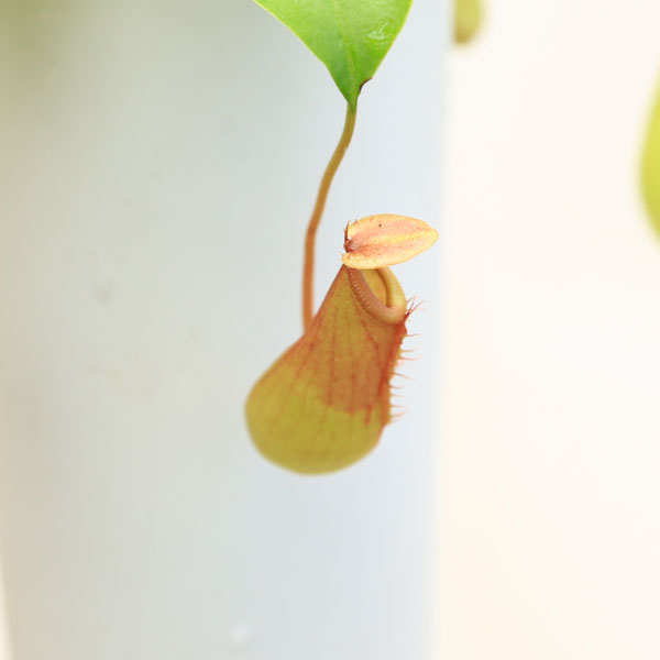 楽天市場 観葉植物 食虫植物 ネペンテス ウツボカズラ 3 5ｌ ネペンシス 遊恵盆栽 楽天市場店