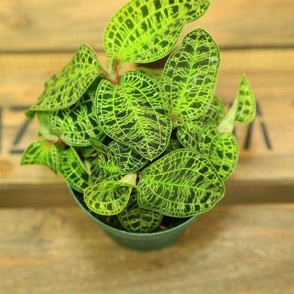 【楽天市場】希少品種 観葉植物 輝く金色の葉っぱ!:ジュエルオーキッド(宝石蘭) “マコデス”*Lサイズ:遊恵盆栽 楽天市場店 【楽天市場】希少品種 観葉植物 輝く金色の葉っぱ!:ジュエルオーキッド(宝石蘭) “マコデス”*Lサイズ:遊恵盆栽 楽天市場店