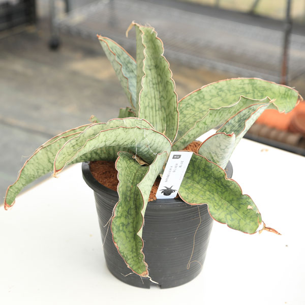 高級感 観葉植物 サンセベリア Silver Blue サンスベリア 売り尽くし価格 Smartcpns Com
