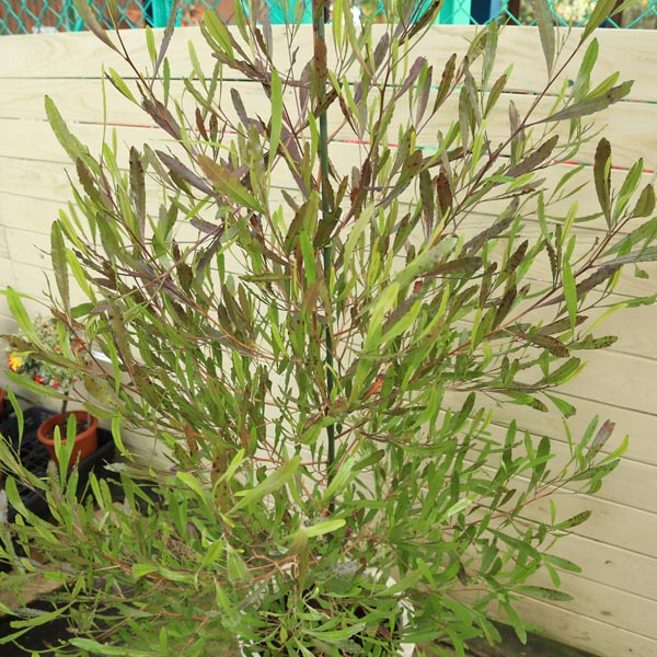 楽天市場 庭木 観葉植物 人気 特大 ドドナエア ビスコーサ プルプレア ポップブッシュ 10号 大型ヤマト便配送 遊恵盆栽 楽天市場店