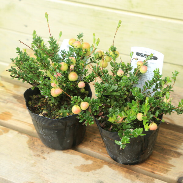 楽天市場】ミラクルフルーツの木 苗木 7号(h34) : 千草園芸