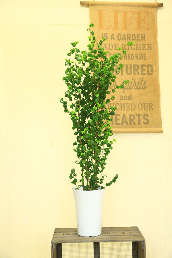 葉がカールした面白い姿をしています 観葉植物 フィカス 観葉植物 フィカス ベンジャミン バロック 7号ベンジャミナ花 ガーデン Diy ベンジャミン バロック 7号ベンジャミナ 観葉植物 Southernoaksfuneralservice Com 葉がカールした面白い姿をしています 観葉植物 フィカス 観葉植物 フィカス ベンジャミン バロック 7号ベンジャミナ花 ガーデン Diy ベンジャミン バロック 7号ベンジャミナ 観葉植物 Southernoaksfuneralservice Com