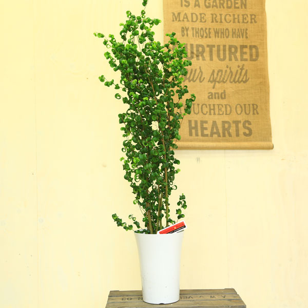 葉がカールした面白い姿をしています 観葉植物 フィカス 観葉植物 フィカス ベンジャミン バロック 7号ベンジャミナ花 ガーデン Diy ベンジャミン バロック 7号ベンジャミナ 観葉植物 Southernoaksfuneralservice Com