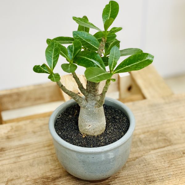 楽天市場 観葉植物 コーデックス アデニウム アラビカム 伝市小鉢 遊恵盆栽 楽天市場店