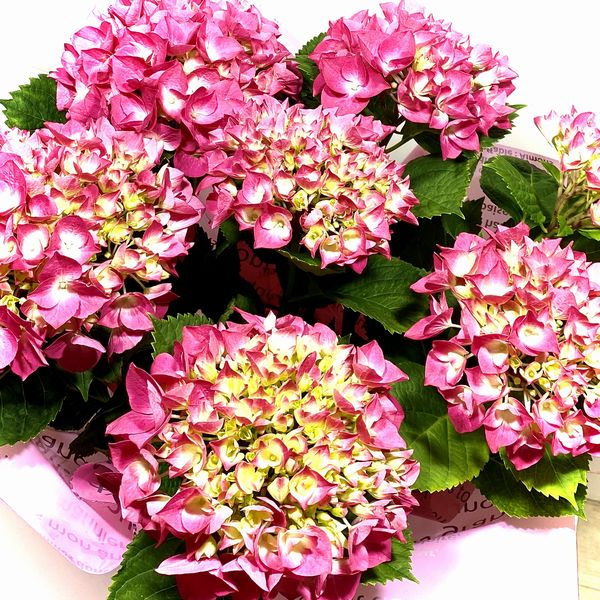 楽天市場 母の日 プレゼント 送料無料 アジサイ 紫陽花 パリジェンヌ ラッピング付 遊恵盆栽 楽天市場店 楽天市場 母の日 プレゼント 送料無料 アジサイ 紫陽花 パリジェンヌ ラッピング付 遊恵盆栽 楽天市場店