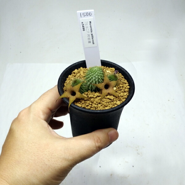 多肉植物　ガガイモ　フェルニア　抜き苗 s8287v.jpg