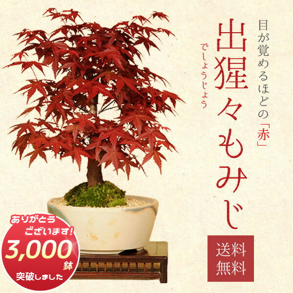楽天市場】庭木・植木苗：千成柿（せんなりがき）*鑑賞柿の最高