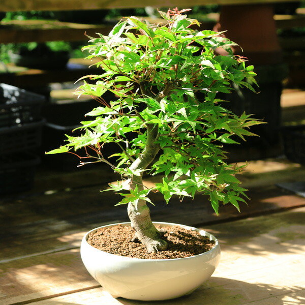 おやじ様の時代 プレゼント 盆栽 特選極太出猩々もみじ 送料無料 器お選びください Infinita Com Co