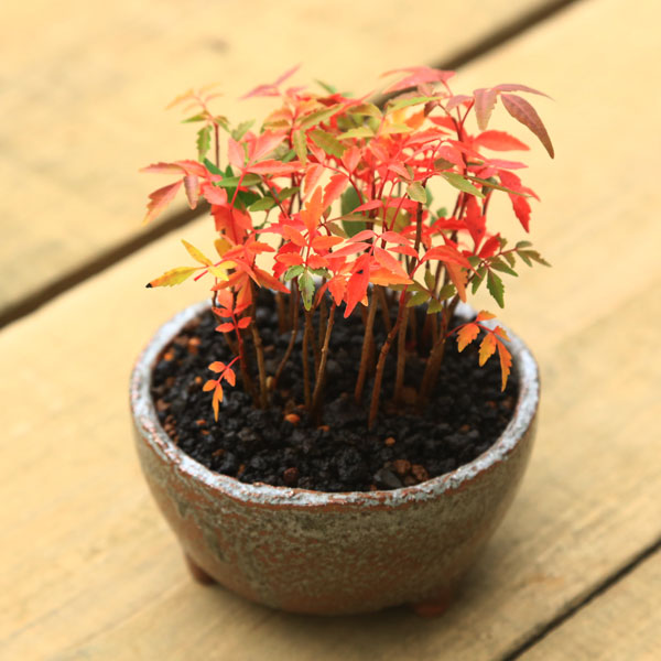 楽天市場】苗：はぜ寄せ*（赤ちゃん）ハゼ/櫨 g1777 : 遊恵盆栽 楽天