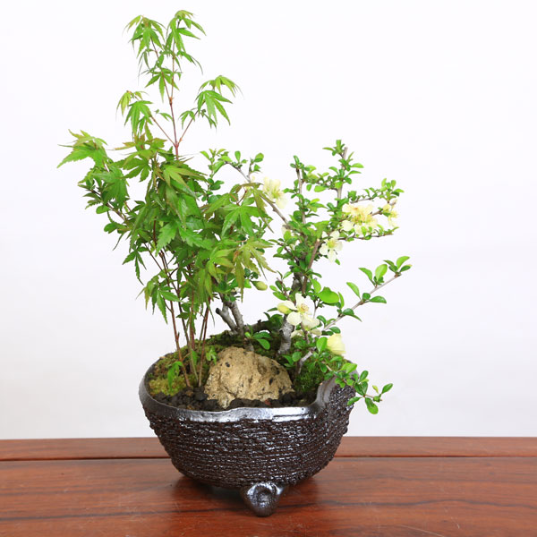 楽天市場】小品盆栽：八房もみじ(瀬戸焼小鉢)*【送料無料】bonsai【2021年落葉】 : 遊恵盆栽 楽天市場店