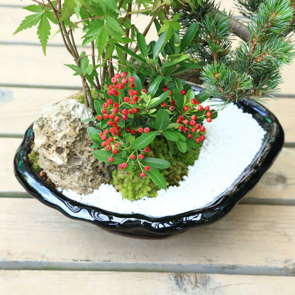 笛竹観主義1級 生みの親の期日下され物 即日市販可 送料無料 盆栽 トキワサンザシ属 五葉炬寄せ あした楽照応 Daemlu Cl