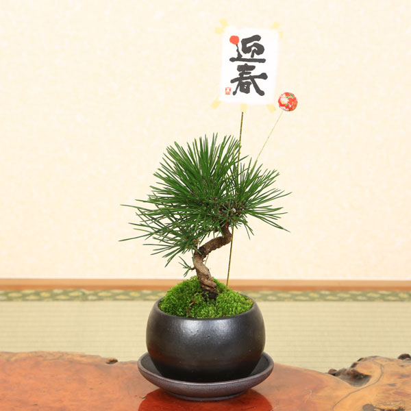 グレイ系 訳あり 唐松 カラ松 小品 盆栽 Bonsai 和 古物 観葉 植物 Art ギフト 植物 観葉植物 インテリア 住まい 小物グレイ系52 割引 Www Ameublier Com