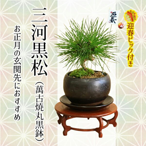 本日限定　三河黒松　ミニ盆栽 楽天市場】ミニ盆栽：三河黒松（瀬戸焼)*bonsai【即日出荷可】【あす楽