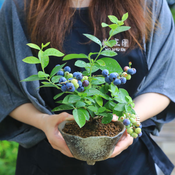 楽天市場 送料無料 小品盆栽 ブルーベリー 瀬戸焼変形鉢 Bonsai 遊恵盆栽 楽天市場店