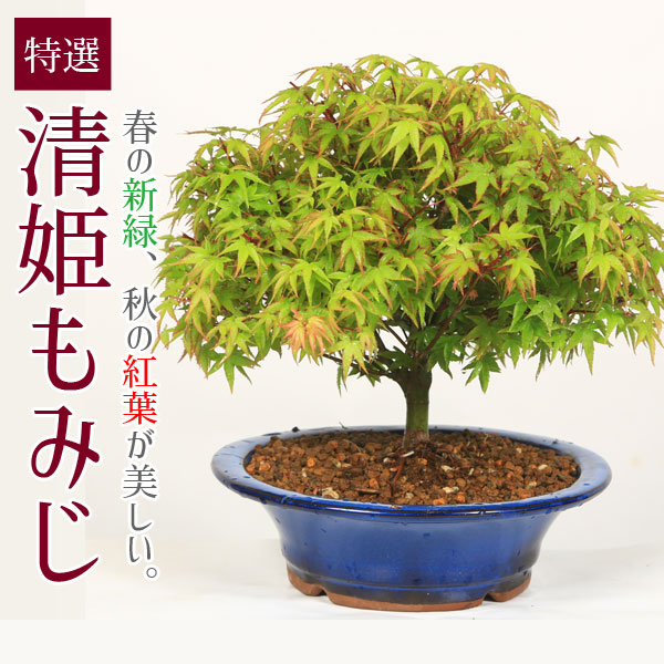 【父の日差し上げ物 差し上げ物】【即日さし出し可】盆栽：特選清姫もみじ(瀬戸焼青鉢)*槭樹bonsai
