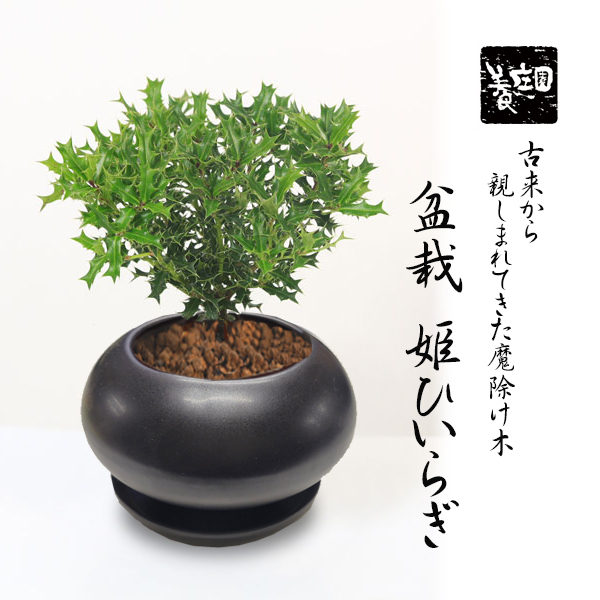 真柏 盆栽 寒水砂 Japanese Bonsai. 植物 | haizi.jp