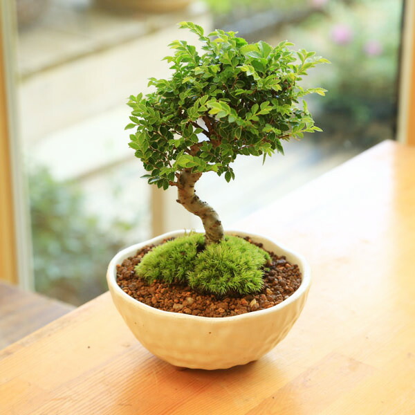 楽天市場】ミニ盆栽：けやき*（白反六角陶器鉢） 欅ケヤキ雑木bonsai : 遊恵盆栽 楽天市場店