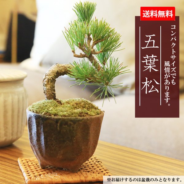 楽天市場】(株)一樹園 糸魚川真柏 貴風盆栽 樹齢18年 : 一樹園 楽天市場】(株)一樹園 糸魚川真柏 貴風盆栽 樹齢18年 : 一樹園