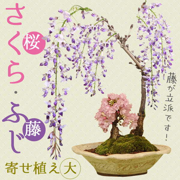 人気花物盆栽：桜・藤寄せ(大・瀬戸焼鉢)*