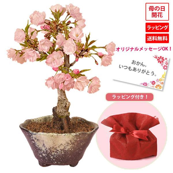 楽天市場 母の日 プレゼント 楽天1位 桜盆栽 鉢が選べる母の日開花桜 送料無料 ラッピング付 さくら盆栽 遊恵盆栽 楽天市場店