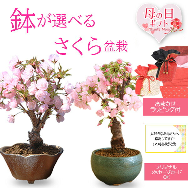 楽天市場】盆栽小鉢:美芸(常滑)丸風ラン鉢竜付き 10.3cm*資材 楽天市場】盆栽小鉢:美芸(常滑)丸風ラン鉢竜付き 10.3cm*資材