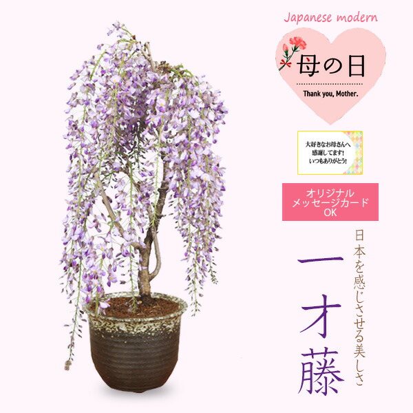 楽天市場】桜盆栽：御殿場桜(瀬戸焼金吹鉢)*【送料無料】【即日出荷可