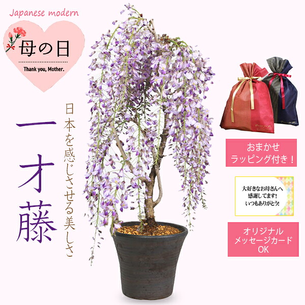 母の日ギフト プレゼント 盆栽：母の日開花一才藤（三河焼濃茶深鉢）*【おまかせラッピング付き】【母の日期間内配送指定日OK！】【フリーメッセージカードOK！】【送料無料】bonsai