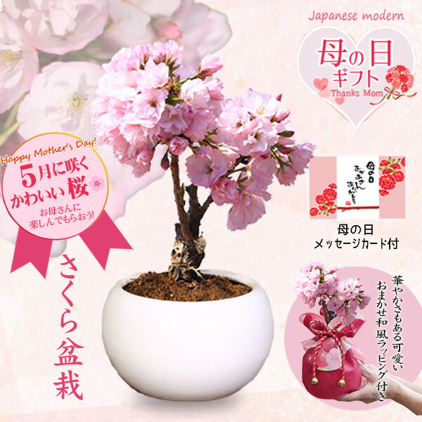 現代小鉢：鴻陽 楕円鉢 11.5cm【現品】 | すべての商品 | 遊恵