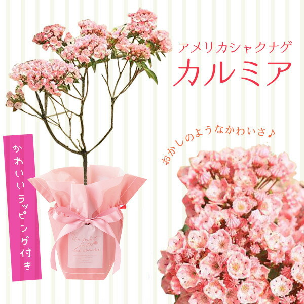 楽天市場】庭木・植木:アメリカハナズオウ(フォレストパンシー 楽天市場】庭木・植木:アメリカハナズオウ(フォレストパンシー