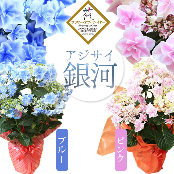 楽天市場 遅れてごめんね 父の日ギフト 送料無料 アジサイ 紫陽花 ガクアジサイ 銀河 ブルー 万華鏡アジサイと並ぶ美しい花 ラッピング付 遊恵盆栽 楽天市場店