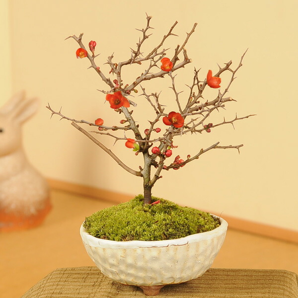 Y0350new