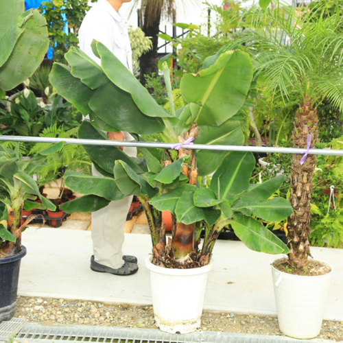 50 素晴らしい観葉 植物 バナナの木 すべての美しい花の画像