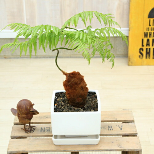 楽天市場 観葉植物 ゴールデンモンキー タカワラビ 金毛狗 スクエア鉢 受皿付 富士砂 遊恵盆栽 楽天市場店