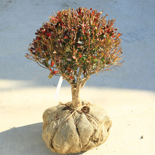 植木送料無料庭木 植木 庭木 植木苗 ドウダンツツジ 玉造り 玉幅 約40ｃｍ 遊恵盆栽店大人気 玉造りが入荷致しました