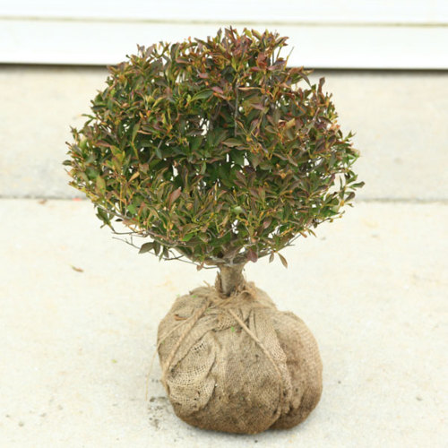 植木送料無料庭木 植木 庭木 植木苗 ドウダンツツジ 玉造り 玉幅 約40ｃｍ 遊恵盆栽店大人気 玉造りが入荷致しました