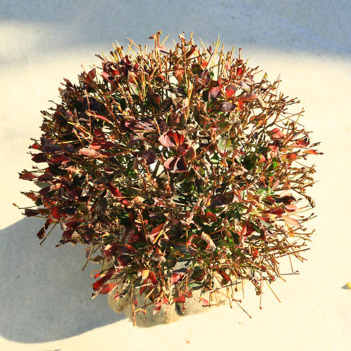 植木送料無料庭木 植木 庭木 植木苗 ドウダンツツジ 玉造り 玉幅 約40ｃｍ 遊恵盆栽店大人気 玉造りが入荷致しました