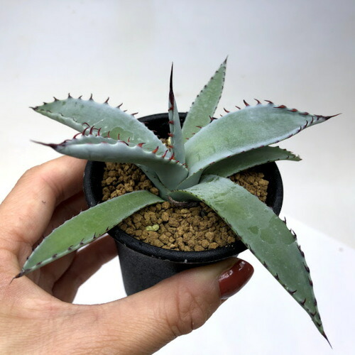 多肉植物 アガベ 屈原の舞扇 幅12 Educaps Com Br