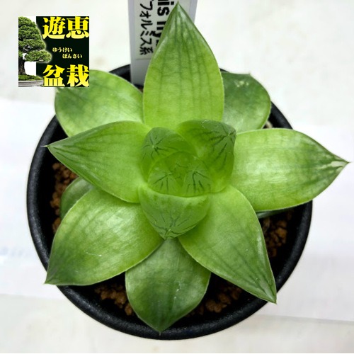 楽天市場】多肉植物：ハオルチア ピリフェラ錦*S 幅5cm : 遊恵盆栽