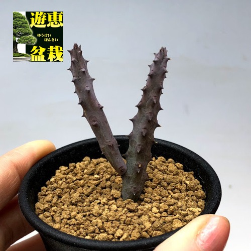 レア✨フエルニア　ヒスロピー　抜き苗 レア✨フエルニア ヒスロピー 抜き苗 【公式通販】 レア✨フエルニア