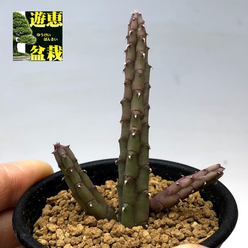 楽天市場】多肉植物：ガガイモ フェルニア ヒスロピー*幅2cm : 遊恵