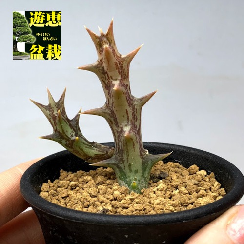 楽天市場 多肉植物 ガガイモ オルベア デュメリ 幅3cm 遊恵盆栽 楽天市場店