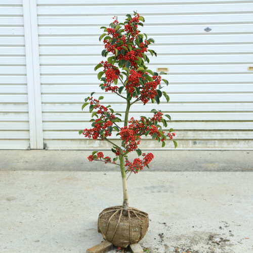 楽天市場 庭木 クロガネモチ くろがねもち 雌木 樹高 約80ｃｍ 遊恵盆栽 楽天市場店