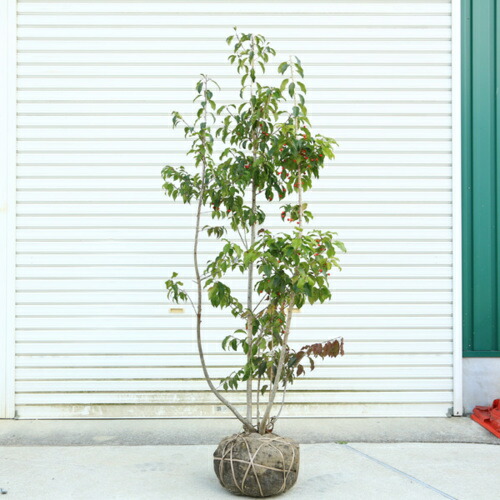 楽天市場】ソヨゴ 株立ち メス 樹高1.8〜2.0m前後(根鉢含まず) 単品