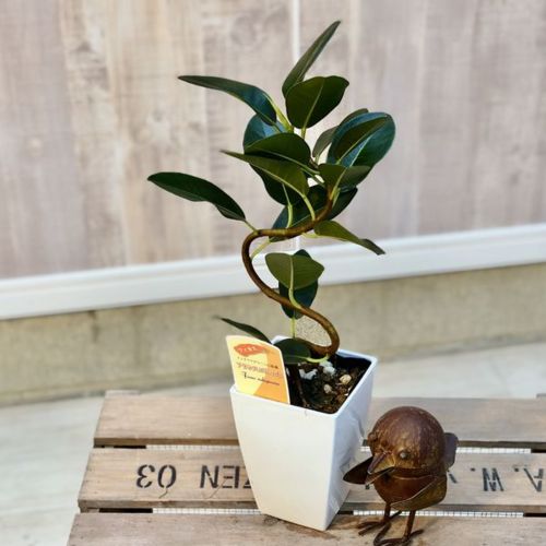 フィカス　ルビギノーサ　フランスゴム　太幹　植物　盆栽　インテリア Amazon｜フランスゴム S字仕立て 観葉植物 本物 ブラックセラ