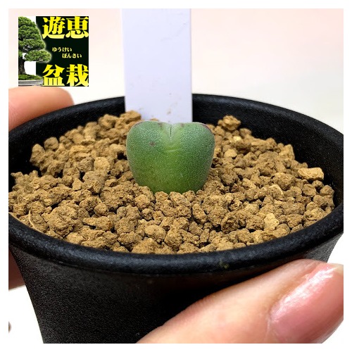 楽天市場】多肉植物：コノフィツム シルクムプンクタツム*全幅2cm