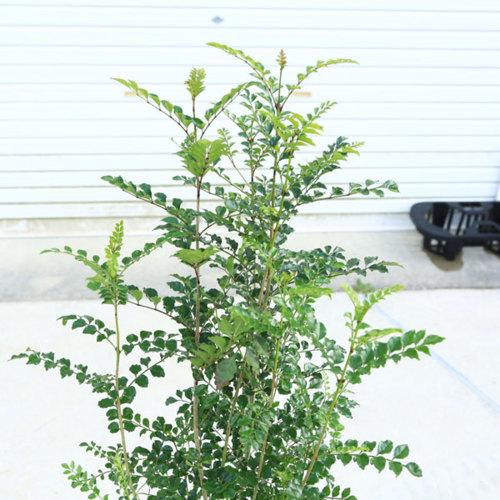 楽天市場 庭木 植木 シマトネリコ しまとねりこ 樹高100ｃｍ 全高1ｃｍ シンボルツリー 庭植え 鉢植え 遊恵盆栽 楽天市場店