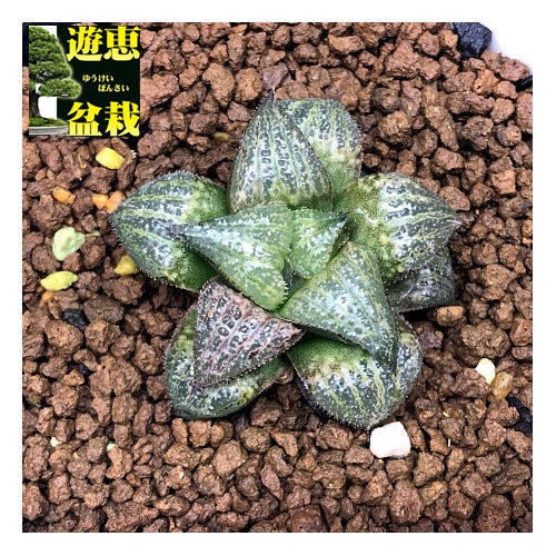 夏セール開催中max80 Off 孫悟空 幅3 5ｃｍ 遊恵盆栽 店 多肉植物 ハオルチア Hyb Splendens 花 観葉植物 Haworthia 多肉植物 ハオルチア